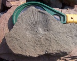 Asterophyllites