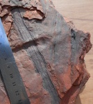 Кора Bothrodendron