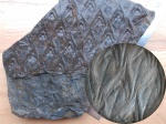 Lepidodendron