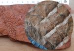 Lepidodendron mannebachense