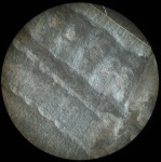 Узел Calamites goepperti