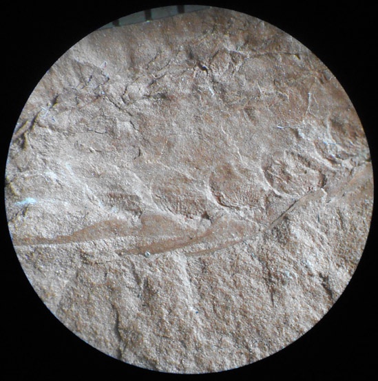 Bothrodendron, ботродендрон