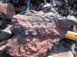 Stigmaria ficoides