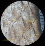 Lepidophloios laricinus - элементы
