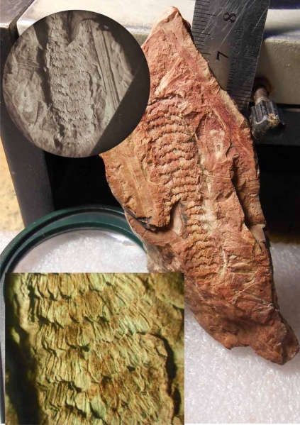 Palaeostachya