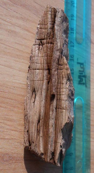 кора
