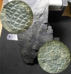 Lepidodendron mannebachense с веточным рубцом