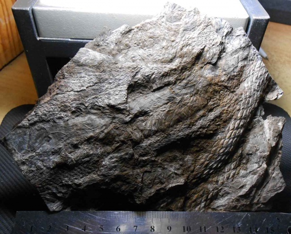 лепидодендрон, Lepidodendron