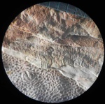 Ботродендрон (Bothrodendron)