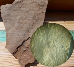 Asolanus
