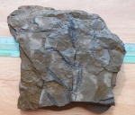 Calamostachys