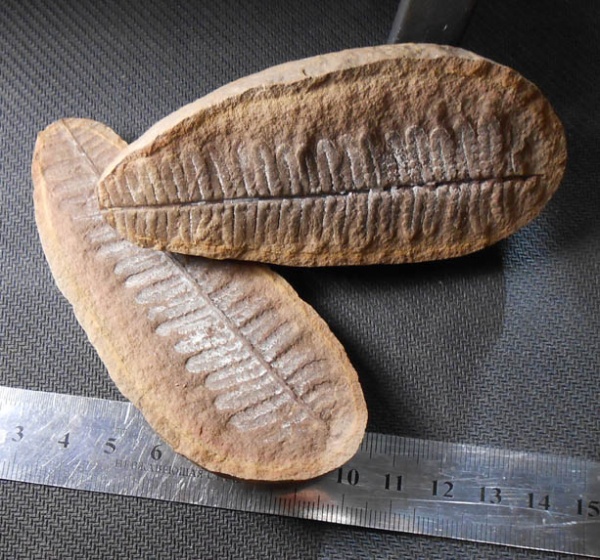 Pecopteris