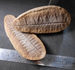 Pecopteris
