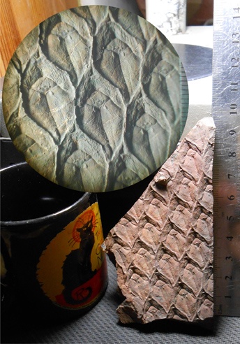 лепидодендрон, Lepidodendron