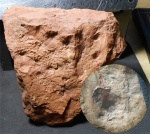 Lepidophloios