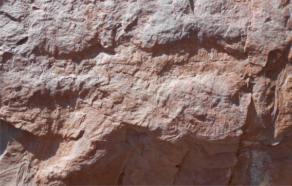 Lepidostrobus