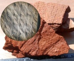 Lepidodendron wortheni