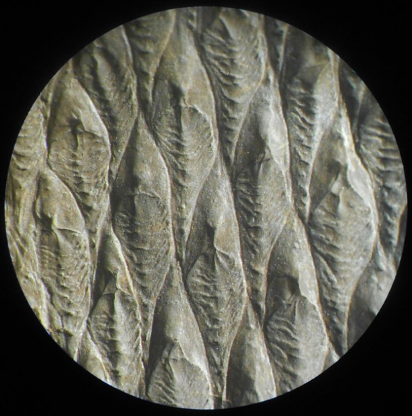 Lepidodendron wortheni, Diaphorodendron
