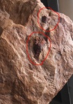Присоединенные к ветвям шишки Bothrodendron
