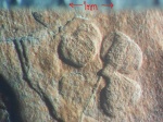 Спорангии Bothrodendron