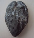 Pholadomia hemicardia. Верхний оксфорд.