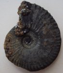 пиритовый  Amoeboceras