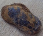Cosmetodon sp. из семейства Crammatodontidae.
