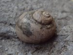 Euspira (gerassimovi?).