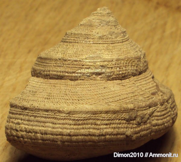 гастроподы, юра, Bathrotomaria, Bathrotomaria muensteri, Jurassic