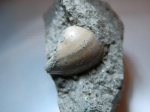 Nuculana calliope