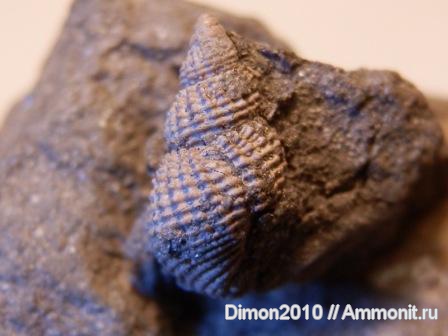 Maturifusus
