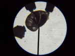 Фораминифера из отр Endothyrida