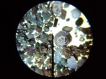 Фораминифера из отр Endothyrida