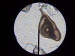 Ophthalmidium kolvaricum
