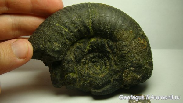 аммониты, Москва, р. Шмелевка, Dorsoplanites, зона Dorsoplanites panderi, Ammonites
