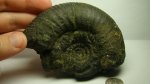 Аммонит Dorsiplanites panderi