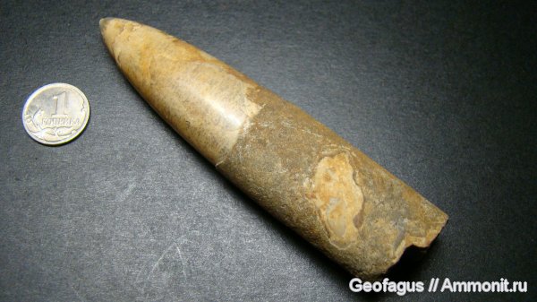 белемниты, Москва, р. Шмелевка, belemnites