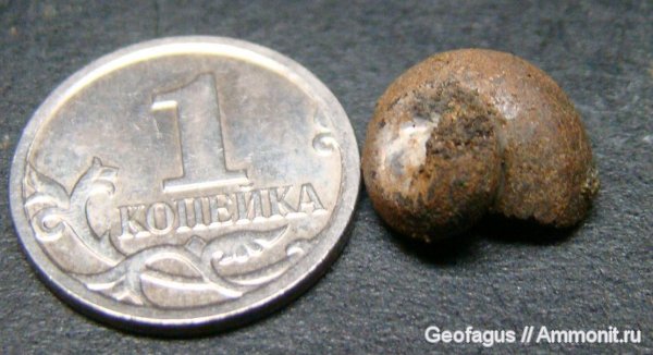 гастроподы, Москва, р. Шмелевка, Eucyclus