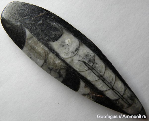 ортоцерасы, Geisonoceras, Orthocerida, Geisonoceratidae