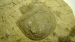 РАКОСКОРПИОН (Eurypterus tetragonophtalmus)