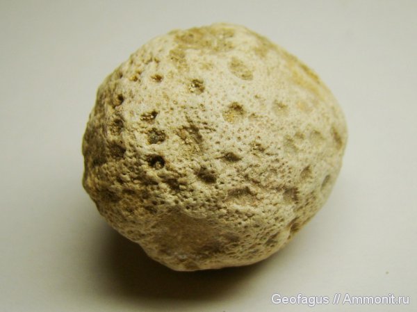 helolites, Heliolites, Heliolitoidea