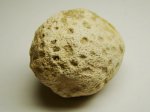 Коралл Heliolites sp. (звенигородский карьер)