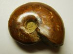 АММОНИТ Cleoniceras sp. (Мадагаскар)
