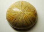ЁЖ МОРСКОЙ Pygurus sp. (Мадагаскар)