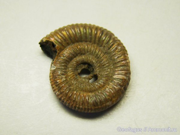 Михайлов, Binatisphinctes