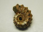 Аммонит Kosmoceras gemmatum (Рязанская обл., г. Михайлов)