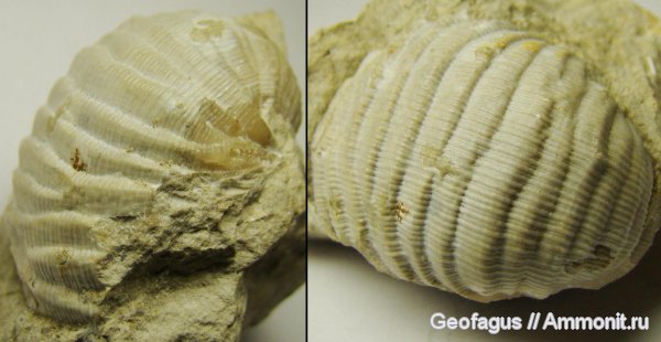 карбон, Калуга, Productida, Fluctuaria, Fluctuaria undata
