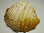 Брахиопода Gigantoproductus (Productus Gigantus)