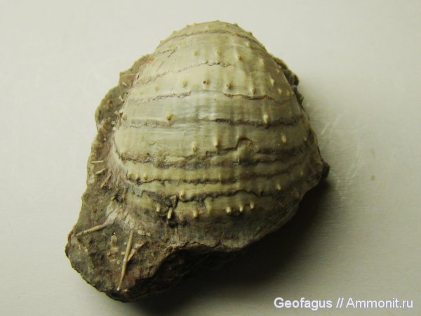 карбон, Productus, Калуга, Productida, semireticulatus, Productus semireticulatus