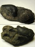 Двустворка Buchia, раковины в породе